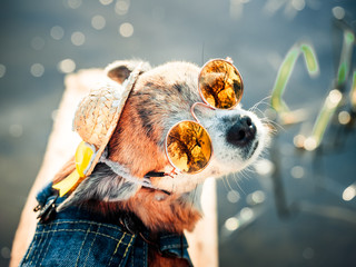 Chihuahua wearing sunglasses and denim overalls enjoys sun. Cute little doggie takes sun baths...