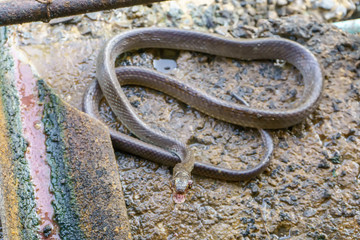 Oriental rat snake into the fence home.