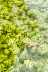 Gerridae or water striders, are breeding on dirty water.