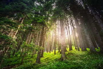 Magic light in coniferous forest © nata_rass