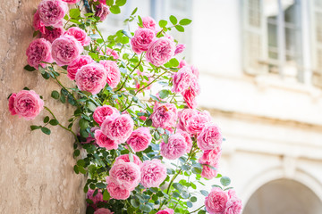 Obraz premium Różowe róże na włoskim patio