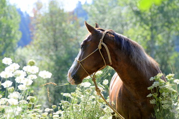 The look. Beautiful sorrel Quarter Horse in between White Flowers Looking backwards