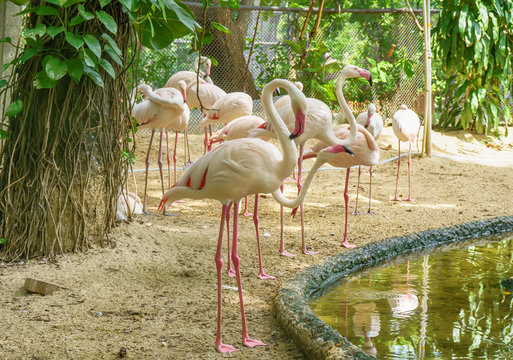 Meny greater flamingo live in a forest.
