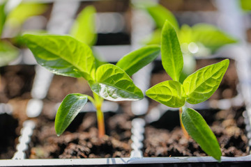 Green leaves of young pepper sprout