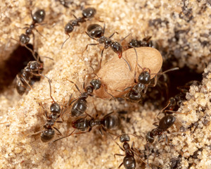 Ants and formic eggs in nature