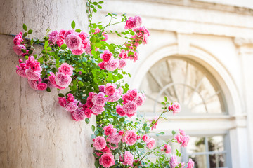 Roses climbing on column in italian patio