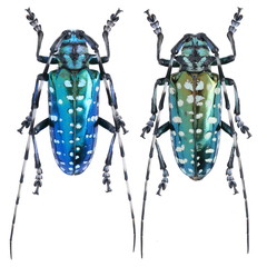 Anoplophora sollii-a Cerambycidae Longhorn beetle