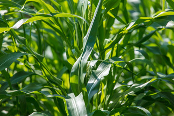Corn on a plant in the garden
