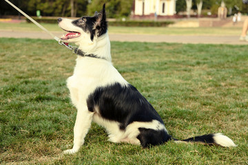 border collie dog