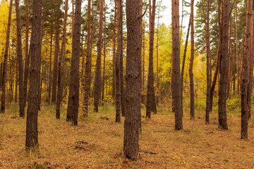 Trees in the forest in autumn as a background