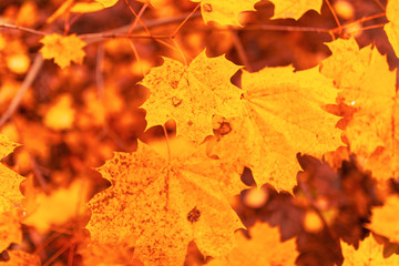 Naklejka na ściany i meble Leaves on a tree in autumn as a background