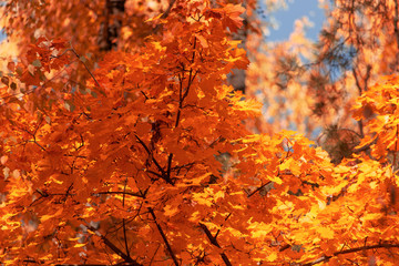 Red leaves on trees in the forest in autumn