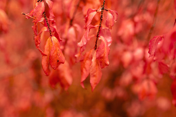 Red leaves on trees in the forest in autumn