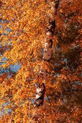 Red leaves on birch trees in autumn