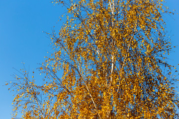 Birches in the forest in autumn as a background