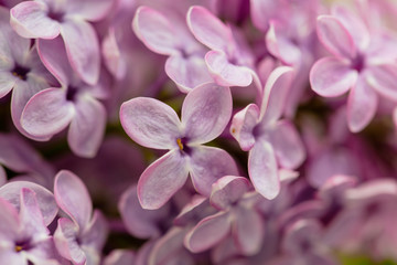 Fototapeta premium Flowers on a branch of lilac in nature
