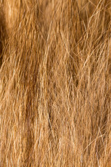 Wool on a cat as a background