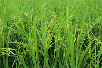 Fototapeta na wymiar Rice produce grains, green full image area