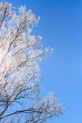 Winter sunny day. Fluffy white birch branches in rays of sunlight.
