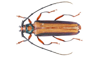 Xystrocera festiva -a Cerambycidae Longhorn beetle