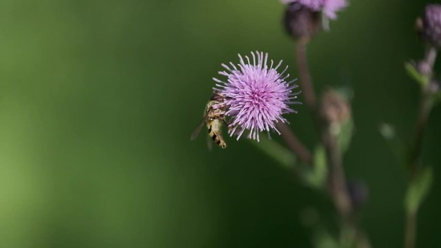 insects pollinating thistle flowers macro slow motion