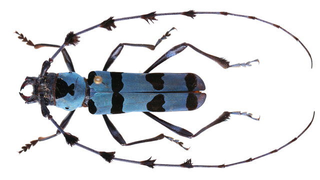 Rosalia lameerei-a Cerambycidae Longhorn beetle