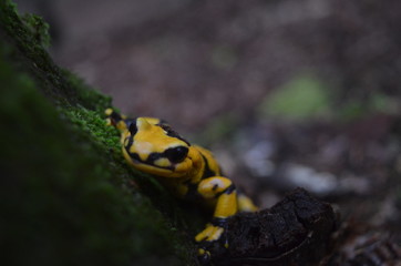 Salamandra