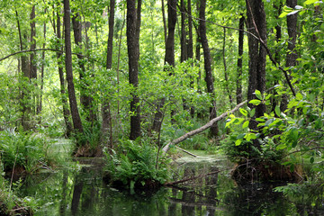 Fototapeta na wymiar a river in the woods