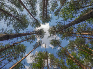 the trunks of the pine trees against the sky