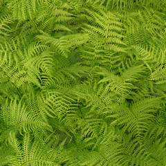 fern leaves (Pteridium tauricum) in sunlight, seamless texture