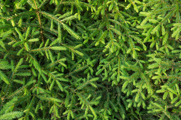 fir-tree branches with young sprouts