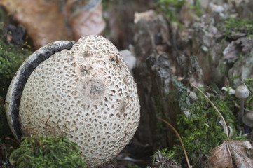 Common earthball mushroom