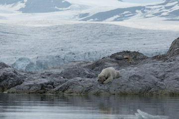 Female polar bear with collar in Svalbard.