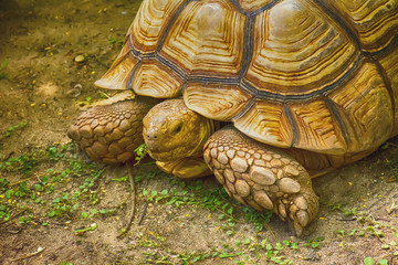 Fototapeta premium Sulcata tortoise on the sand on a nature background.