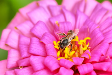 Bee eating pollen from zinnia elegans on a nature background.