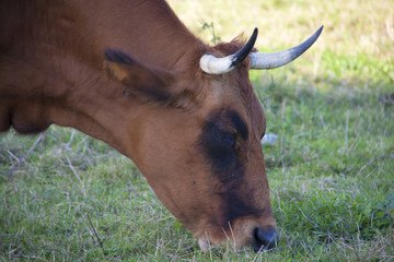 Vaca pastando
