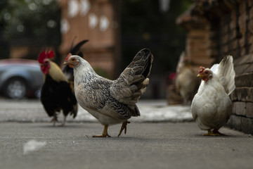 Chickens on the streets in Chiang Mai, Thailand