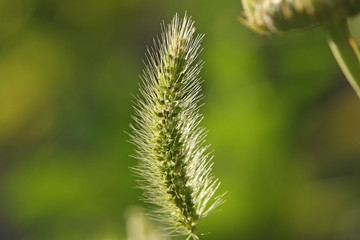 Grashalm Nahaufnahme