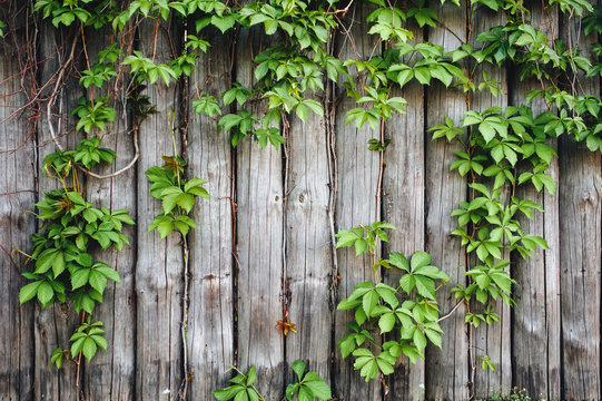 Vintage wooden background with leaves. Ivy grows on wooden boards. Copy space. Frame of green plants. © shchus