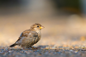 Closeup of sparrow on grey background