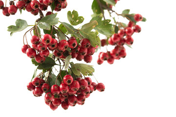 Weißdornzweig mit Beeren