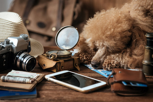 Mobile phone with blank screen on wooden table background. Looking image of traveling concept with dog.