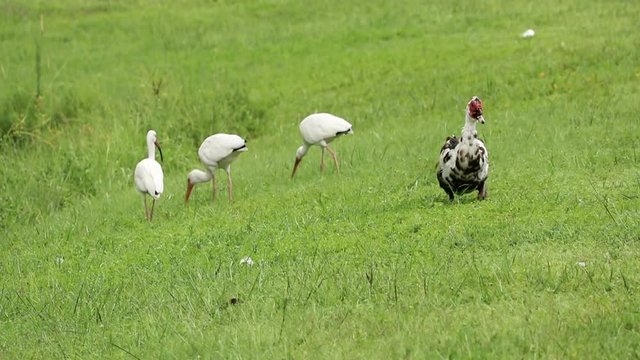 Muscovy duck approaching as three ibises are feeding in the background