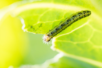 Caterpillars eat cabbage leaves in summer