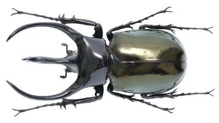Chalcosoma caucasus-a bronze rhinoceros beetle (Dynastinae) from Southeast Asia