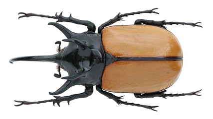 Eupatorus gracilicornis -a five horns rhinoceros beetle (Dynastinae)