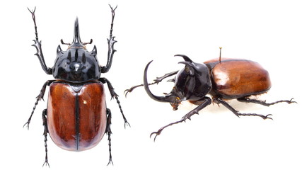 Eupatorus sukkiti -a five horns rhinoceros beetle (Dynastinae)