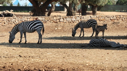 Fototapeta na wymiar zoo safari