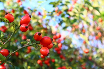 Hagebutten im Sommer