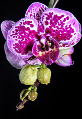 Fototapeta na wymiar Pink orchid with black background